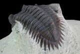 Bargain, Metacanthina Trilobite - Lghaft, Morocco #100677-2
